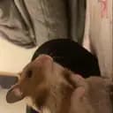 hamsterr